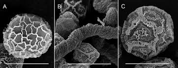 Attēlu rezultāti vaicājumam “Didymium annulisporum spores”