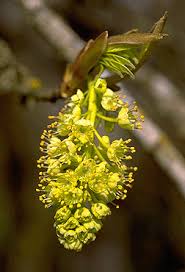 Attēlu rezultāti vaicājumam “Chenopodium acerifolium flower”