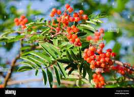 Attēlu rezultāti vaicājumam “Sorbus aucuparia fruit”