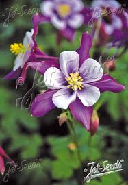 Image result for Aquilegia caerulea