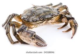 Image result for Carcinus maenas