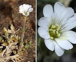 Attēlu rezultāti vaicājumam “Cerastium arvense flower”