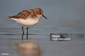 Attēlu rezultāti vaicājumam “Calidris minuta”