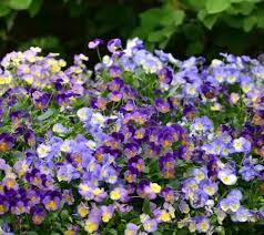 Image result for Viola cornuta