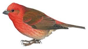 Attēlu rezultāti vaicājumam “Carpodacus erythrinus”