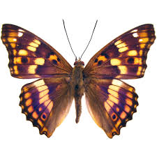 Attēlu rezultāti vaicājumam “Apatura ilia”