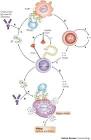 Figure 6 : IgE in allergy and asthma today : Nature Reviews Immunology