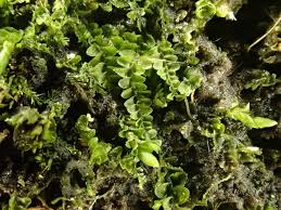 Attēlu rezultāti vaicājumam “Jungermannia leiantha”