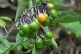 Attēlu rezultāti vaicājumam “Solanum dulcamara fruit”