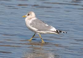 Attēlu rezultāti vaicājumam “Larus canus”