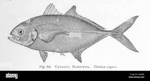 Image result for Caranx crysos