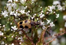 Attēlu rezultāti vaicājumam “Pachyta quadrimaculata”
