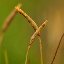 Attēlu rezultāti vaicājumam “Hygroamblystegium varium sporophyte”