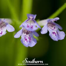 Attēlu rezultāti vaicājumam “Glechoma hederacea flower”