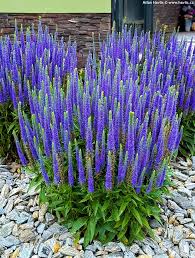 Attēlu rezultāti vaicājumam “Veronica spicata fruit”
