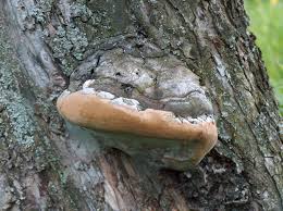 Attēlu rezultāti vaicājumam “Phellinus pomaceus”