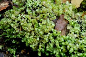 Attēlu rezultāti vaicājumam “Scapania apiculata”