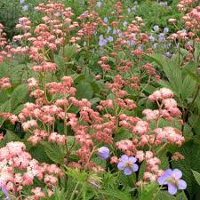 Image result for Rodgersia chocolate wings