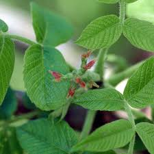 Attēlu rezultāti vaicājumam “Juglans cinerea flower”