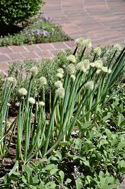 Résultat de recherche d'images pour "Allium fistulosum"