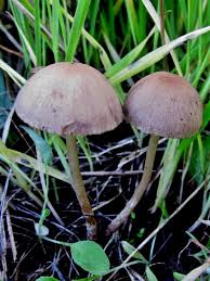 Attēlu rezultāti vaicājumam “Psathyrella sp.”