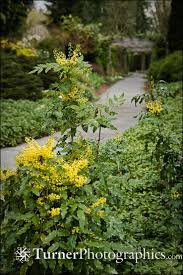 Attēlu rezultāti vaicājumam “Mahonia aquifolium”