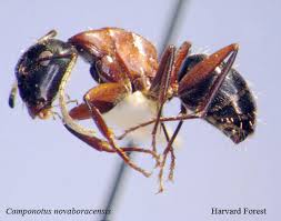 Attēlu rezultāti vaicājumam “Camponotus herculeanus”