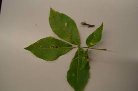 Attēlu rezultāti vaicājumam “Carya ovata leaf”