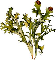 Attēlu rezultāti vaicājumam “Cetraria islandica”