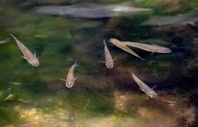 Image result for Chelon labrosus