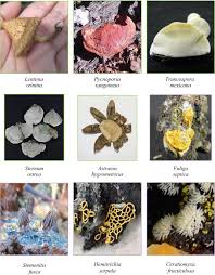 Attēlu rezultāti vaicājumam “Hemitrichia lutescens macro”