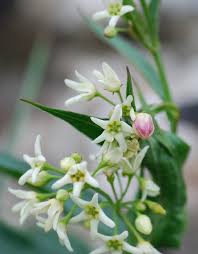 Attēlu rezultāti vaicājumam “Vincetoxicum hirundinaria fruit”