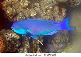 Image result for Chlorurus gibbus