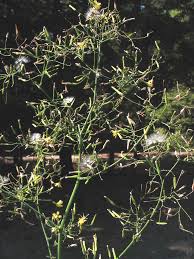 Attēlu rezultāti vaicājumam “Mycelis muralis”