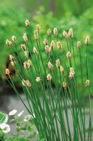 Attēlu rezultāti vaicājumam “Eleocharis palustris flower”
