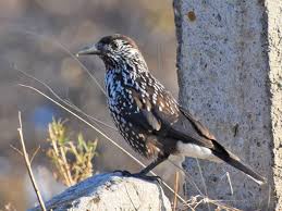 Image result for Nucifraga caryocatactes