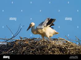 Attēlu rezultāti vaicājumam “Ciconia ciconia juvenile”