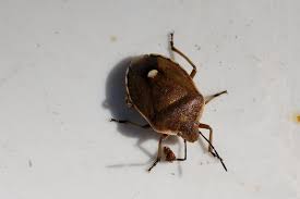 Attēlu rezultāti vaicājumam “Chlorochroa juniperina imago”