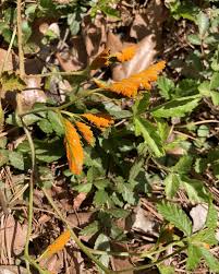 Attēlu rezultāti vaicājumam “Pucciniales”