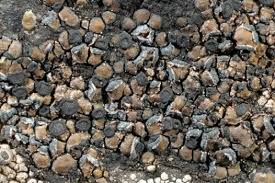 Attēlu rezultāti vaicājumam “Hypocenomyce friesii”