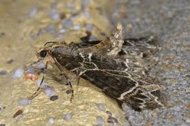 Attēlu rezultāti vaicājumam “Ecliptopera silaceata”