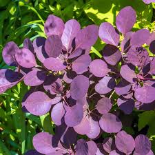 Attēlu rezultāti vaicājumam “Cotinus coggygria flower”