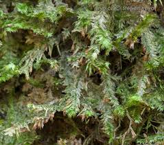 Attēlu rezultāti vaicājumam “Neckera complanata”