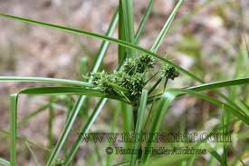 Attēlu rezultāti vaicājumam “Cyperaceae”