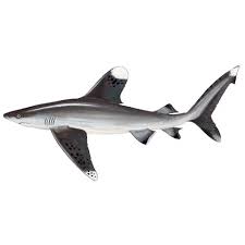 Image result for Carcharhinus longimanus