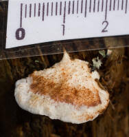 Attēlu rezultāti vaicājumam “Postia fragilis”