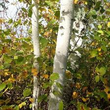 Attēlu rezultāti vaicājumam “Betula papyrifera”