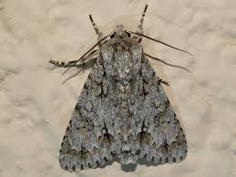 Attēlu rezultāti vaicājumam “Acronicta aceris”