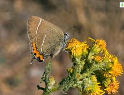 Attēlu rezultāti vaicājumam “Satyrium w-album underside”