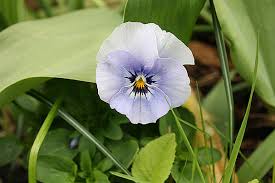 Attēlu rezultāti vaicājumam “Viola tricolor leaf”